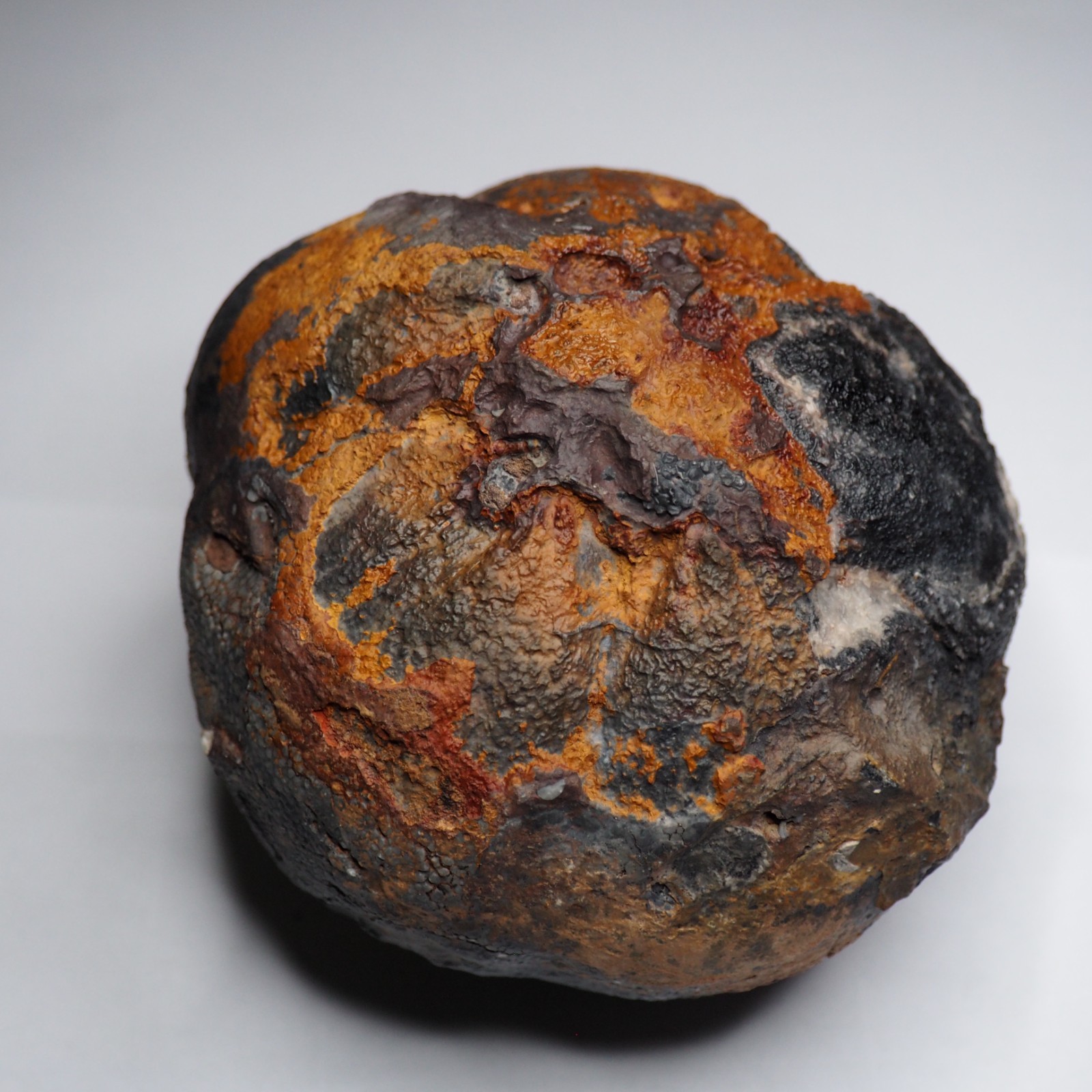 Large 1.8 kg Lobolith Scyphocrinites Crinoid Floating Devonian Fossil Morocco