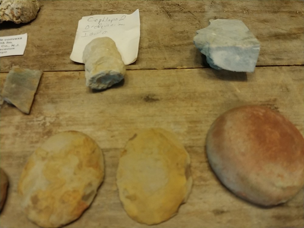 Fossil Lot 24 Total Pieces