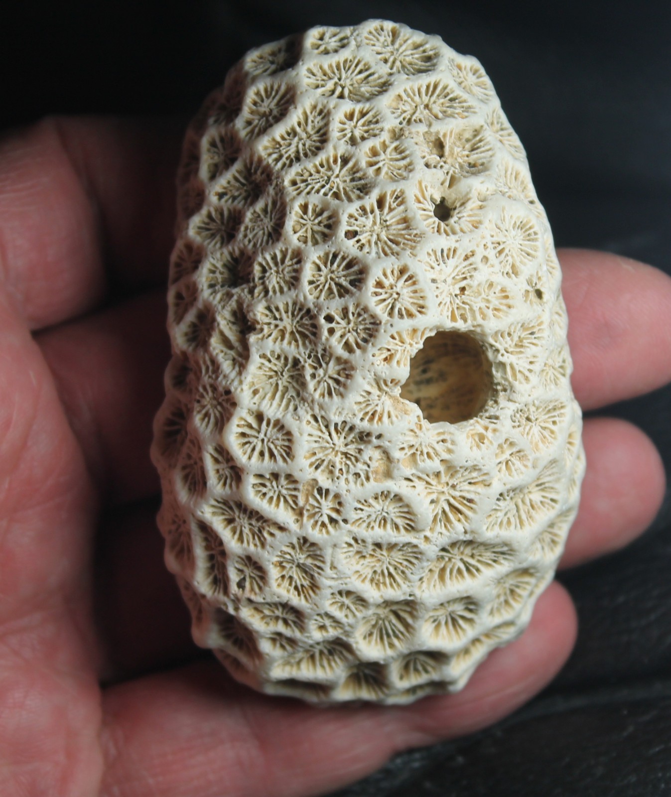 Siderastraea italica - Beautiful, big Miocene fossil Coral