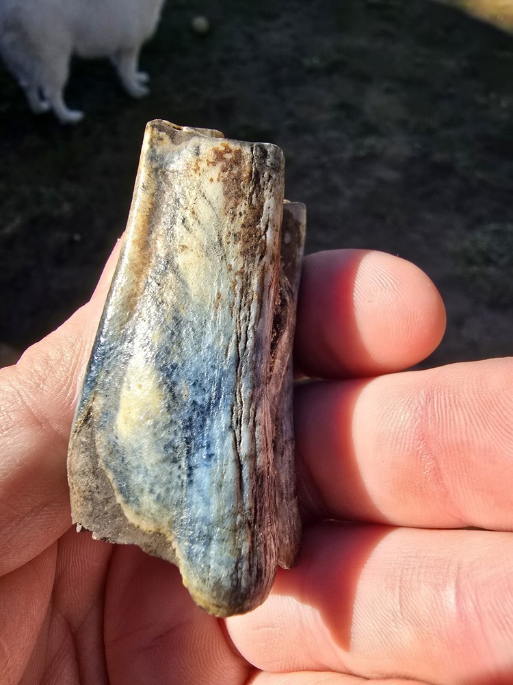 Fossil Bison Teeth Lot
