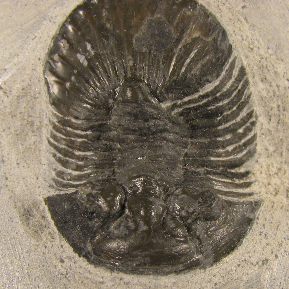 1.5" Scabriscutellum TRILOBITE Fossil on Matrix - Devonian Age - Morocco