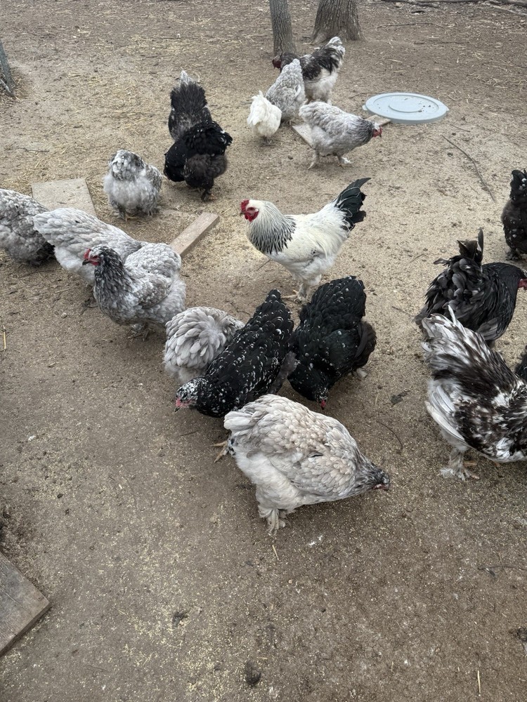 brahma hatching eggs chicken