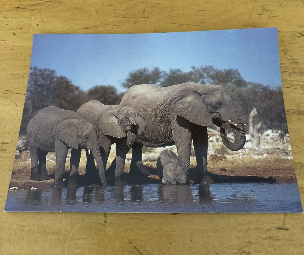 Vintage Postcard Namibia Gentle Giants Elephant Herd Drinking