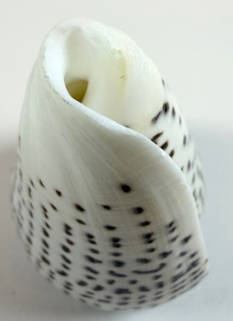 LARGE Conus leopardus 99.5mm Leopard Cone Shell Large Bold spotted pattern