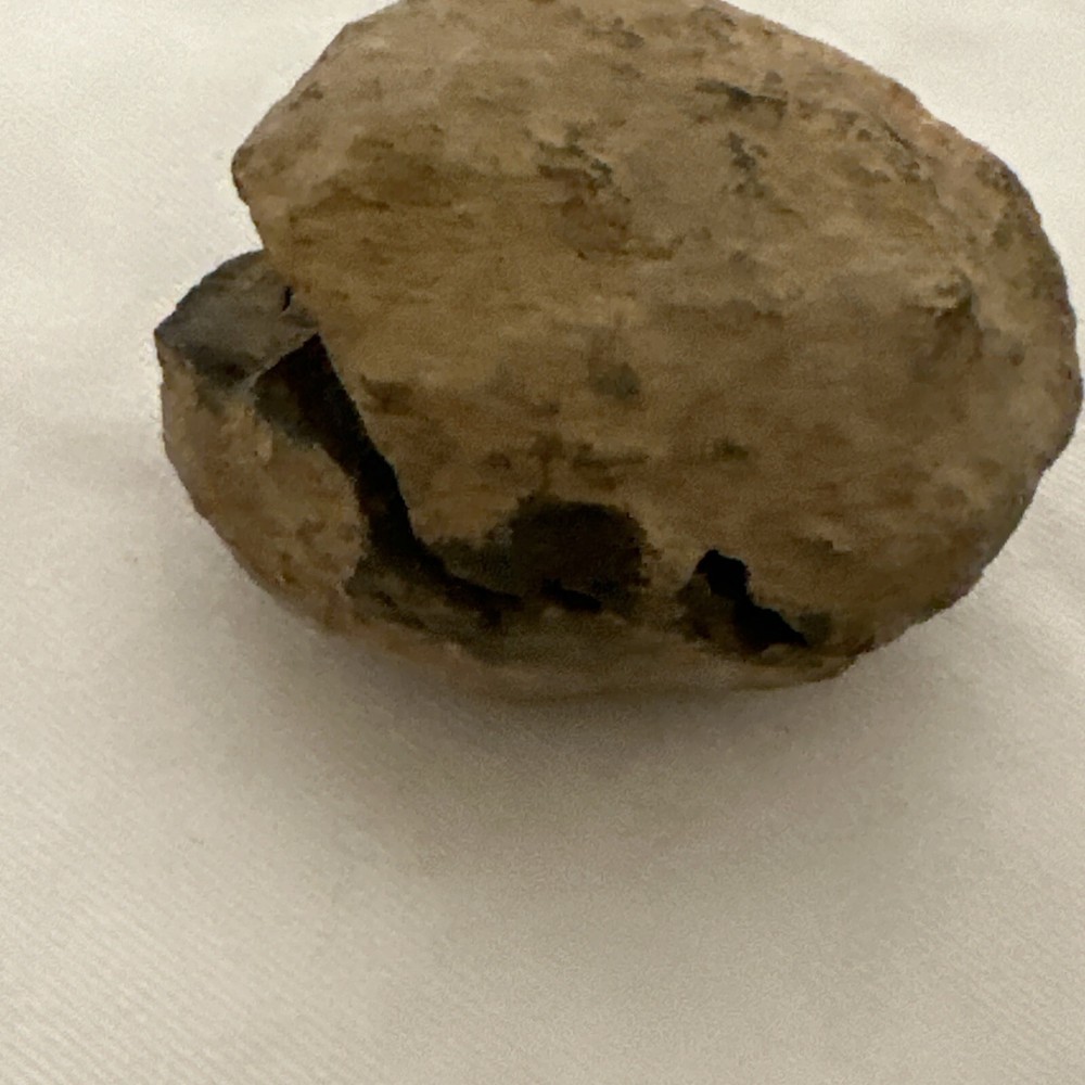 2.2” Flexicalymene Trilobite Nodule