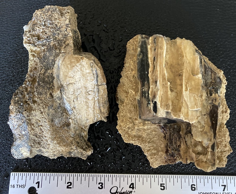 2 Petrified Wood Chunks embedded in Limestone - 2.2LBS