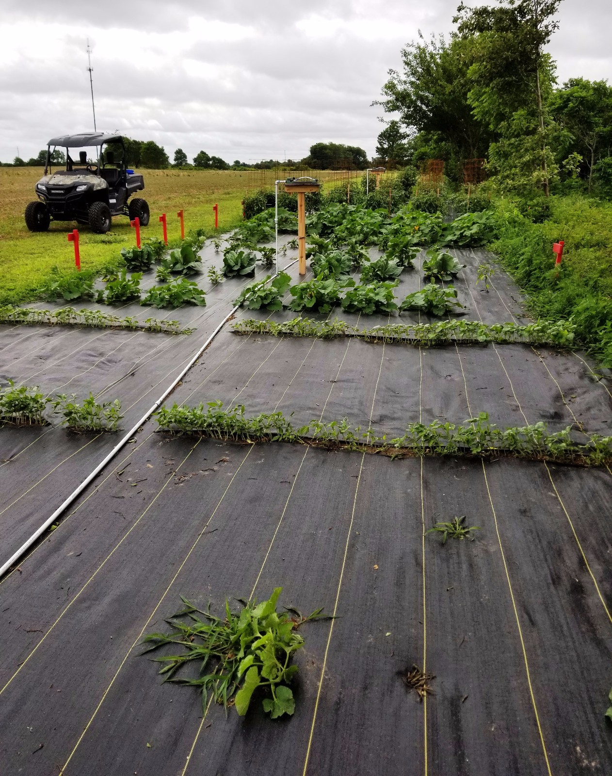 DeWitt Woven Ground Cover Landscape Fabric SUNBELT 8'X300' 3.2 OUNCE