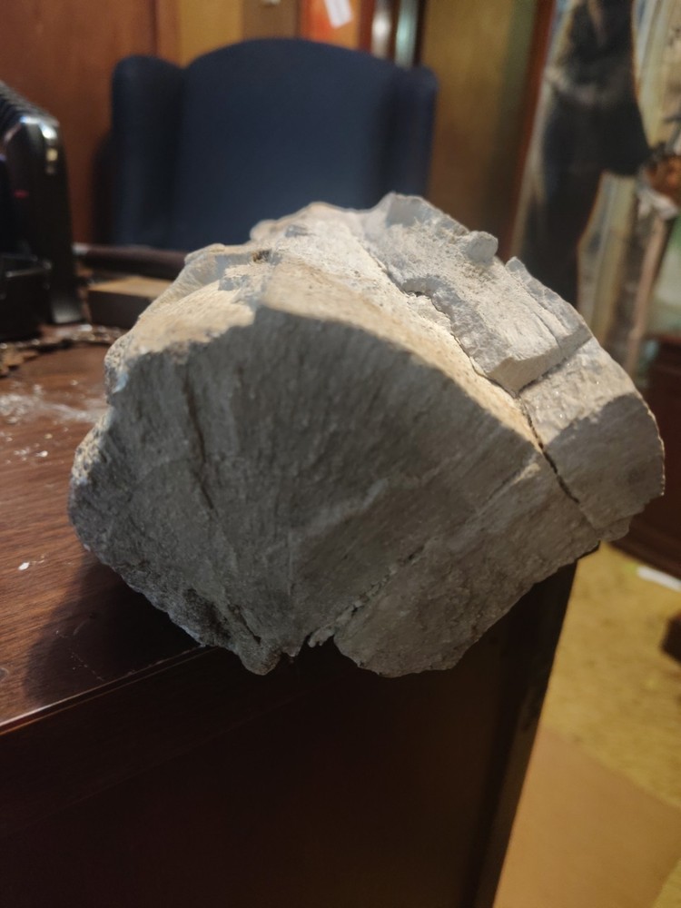 petrified wood