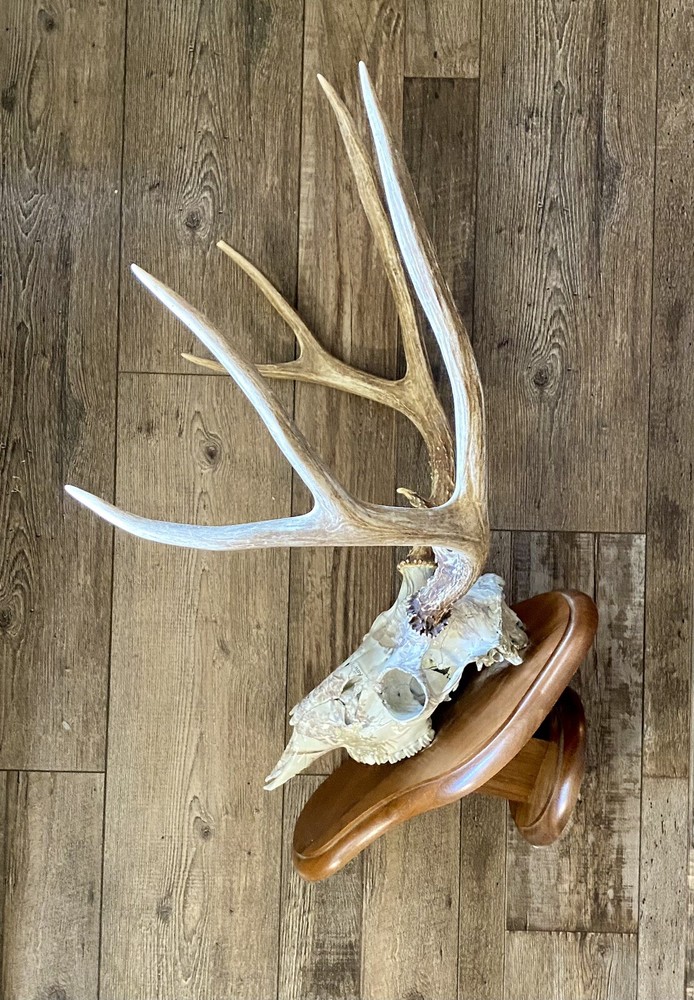 European Mule Deer 3 Point Wall Mount