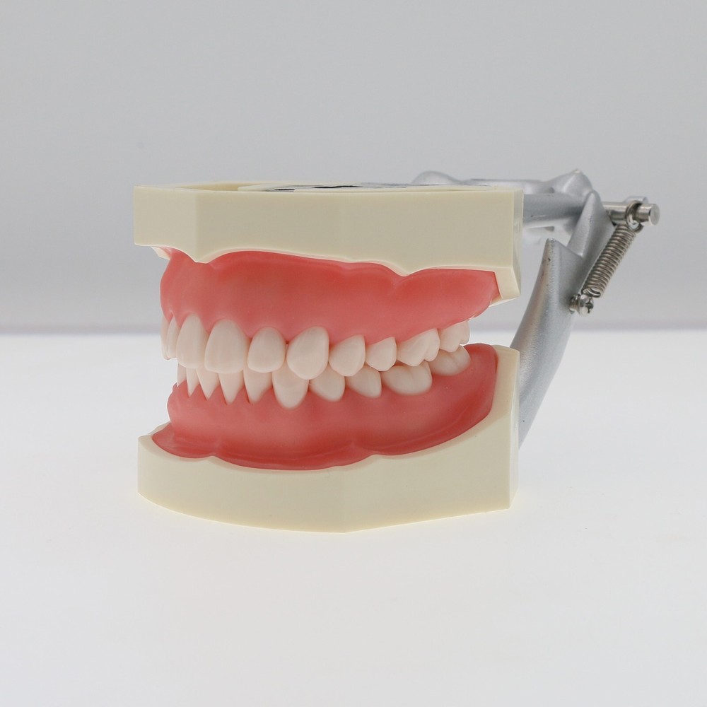 Dental Teeth Model Kit w/ Replaceable Teeth, Implant, Brackets, Mounting Pole