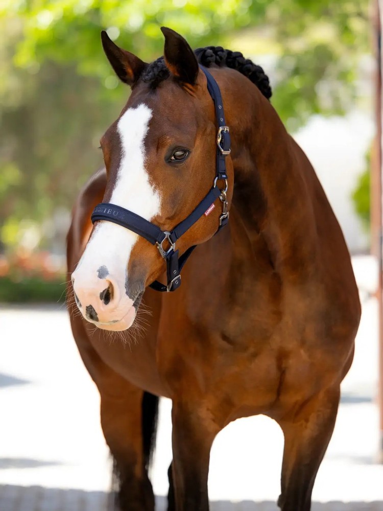 LeMieux Essence Headcollar - Navy