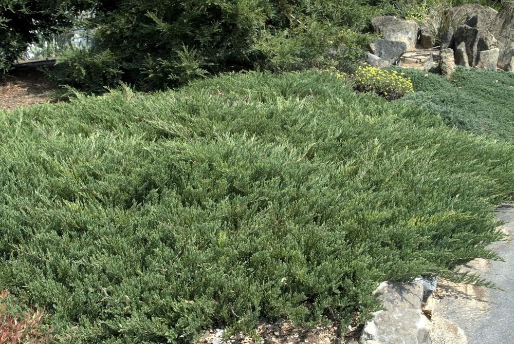 Juniper Andorra Compacta - Live Plants - Juniperus Horizontalis - Drought...