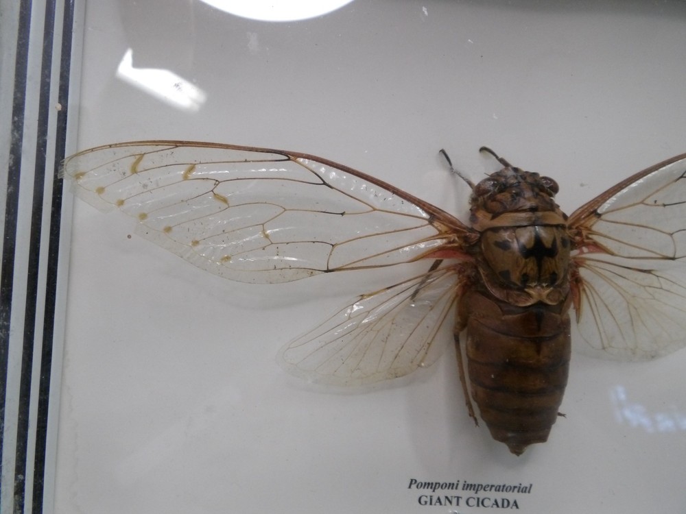 Shadow Box Frame Display Giant Cicada Real Specimen wall Mount Insect Winged