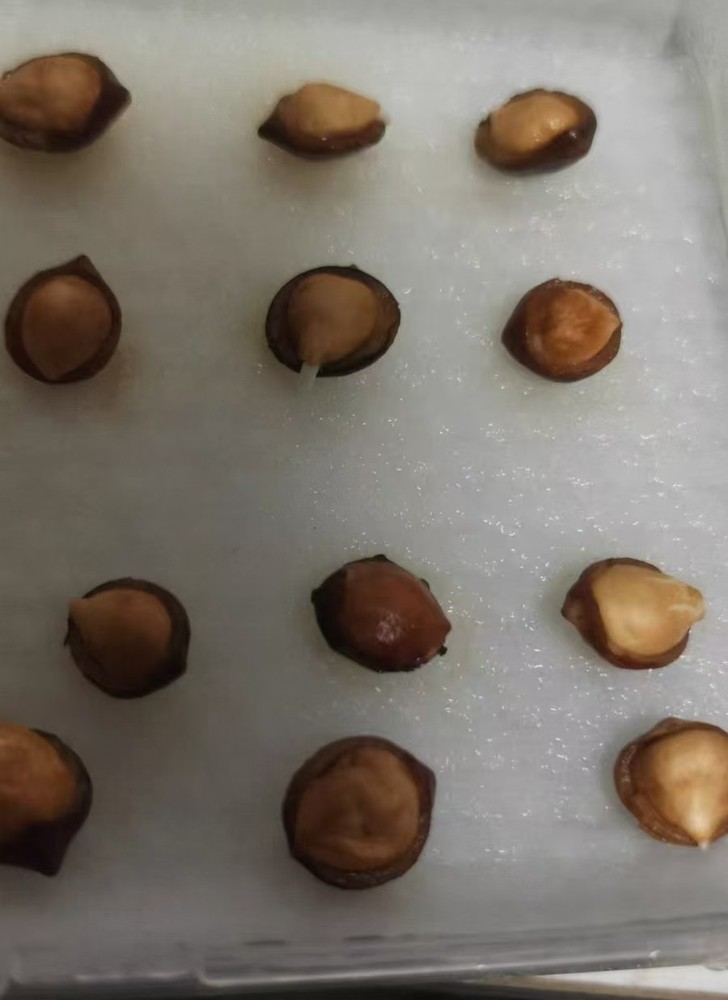 Commiphora capensis seeds30/50/100pcs