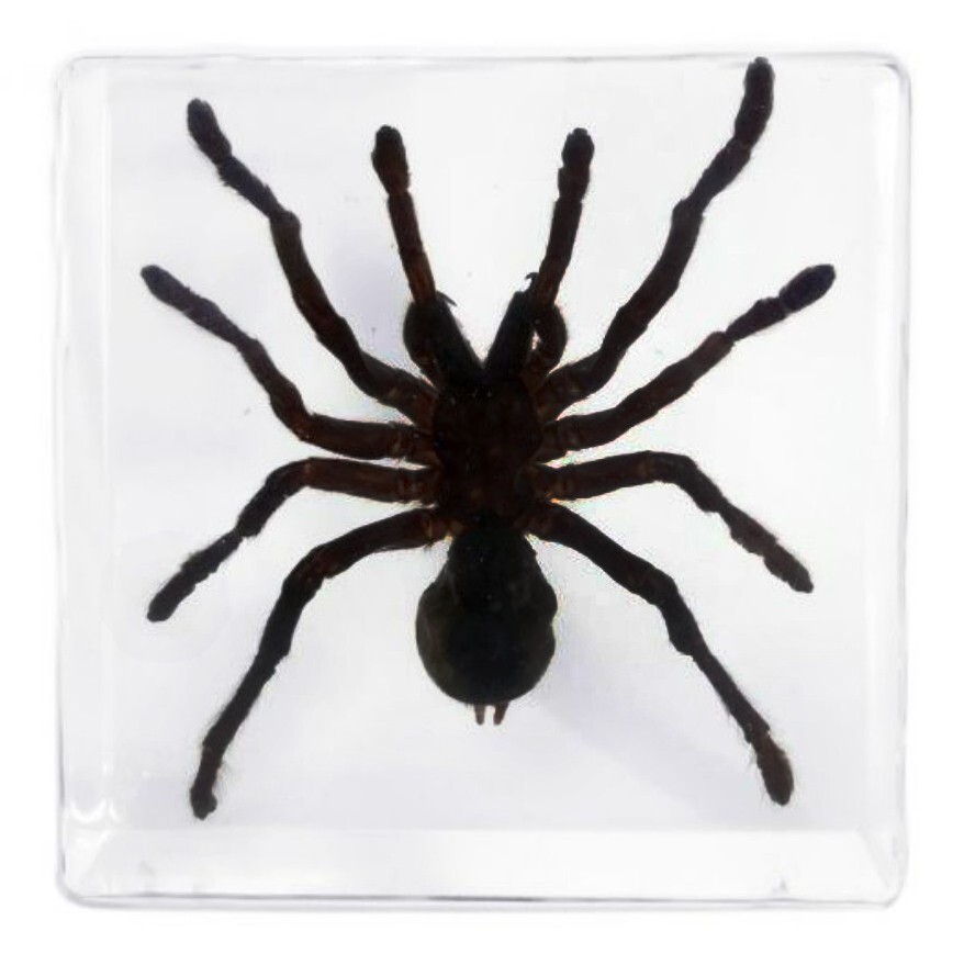 Tarantula resin display