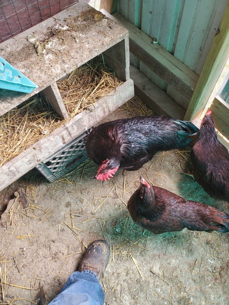 12 Exhibition Rhode Island Red Hatching Eggs