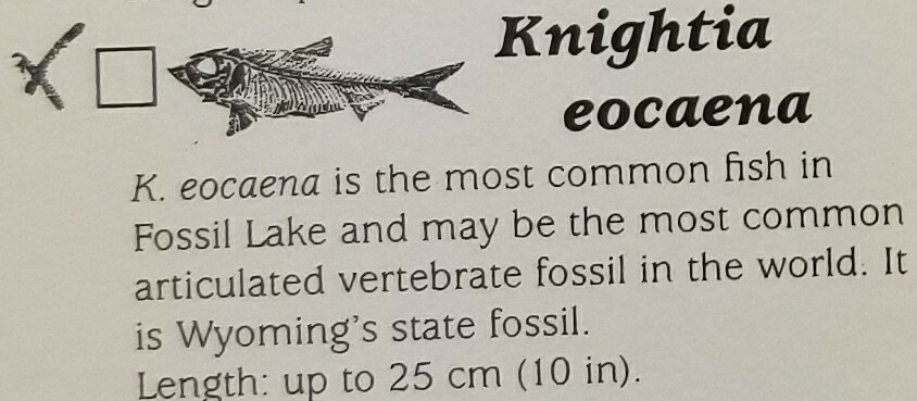 Fish Fossil (FF1) Knightia Eocaena