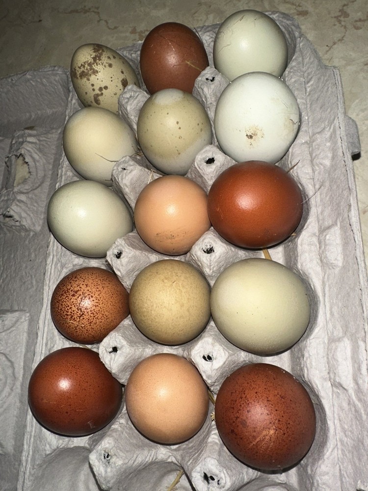 15 Rainbow Hatching Eggs from FREE RANGE CHICKENS