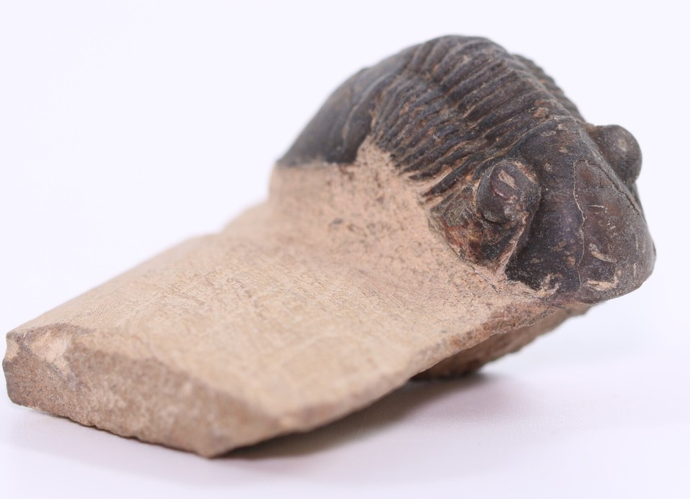 Fossil Trilobite Paralejurus Devonian Morocco COA 5483