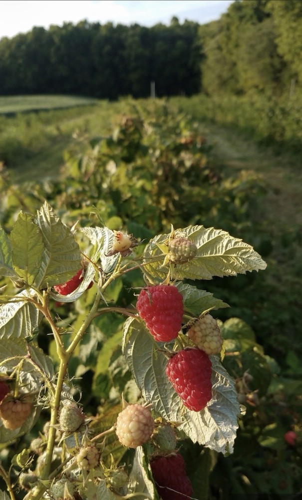 5 Raspberry Caroline Bare Root Plants