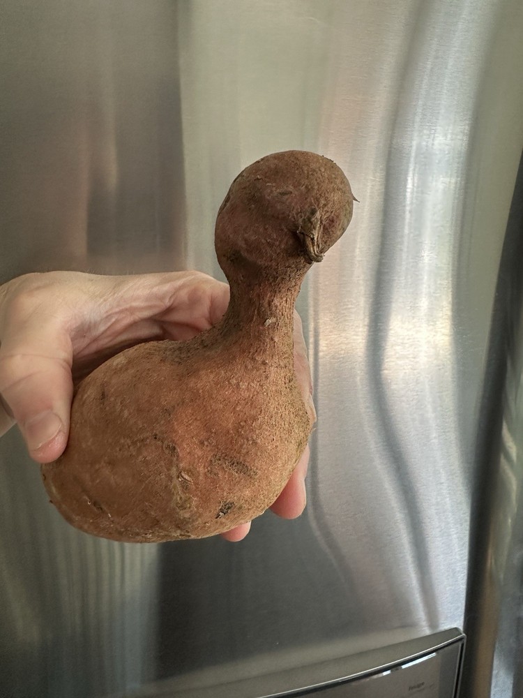 Sweet Potato Natural Oddity Resembling a Bird