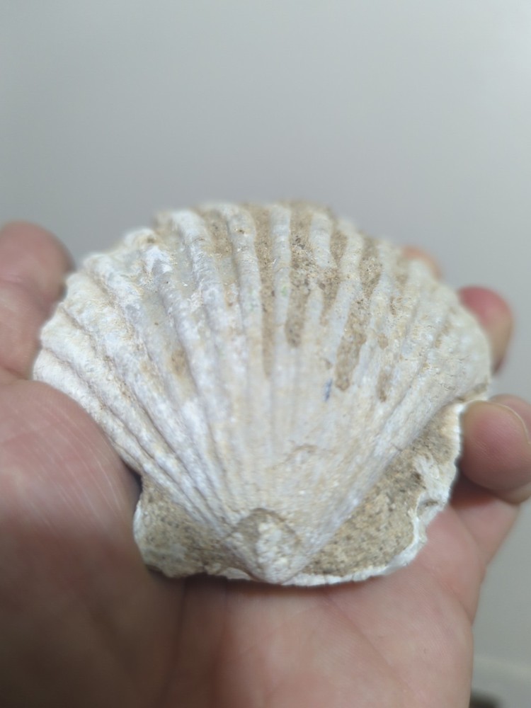 rare clam fossil