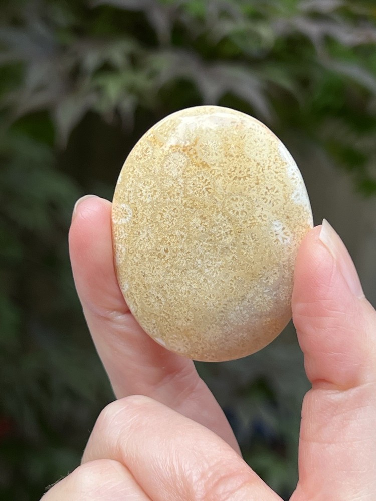 Fossilized Coral Crystal Palmstone AAA+ 30
