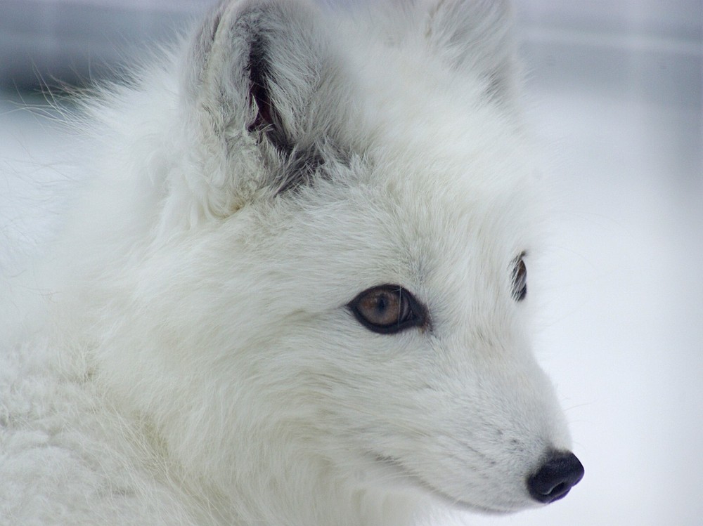Arctic Fox Taxidermy Reference Photo Cd