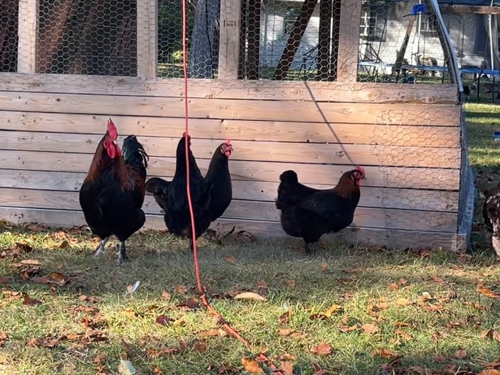 12 + Extras - Black Copper Marans Hatching Eggs (NPIP# 34-785) READ DESCRIPTION