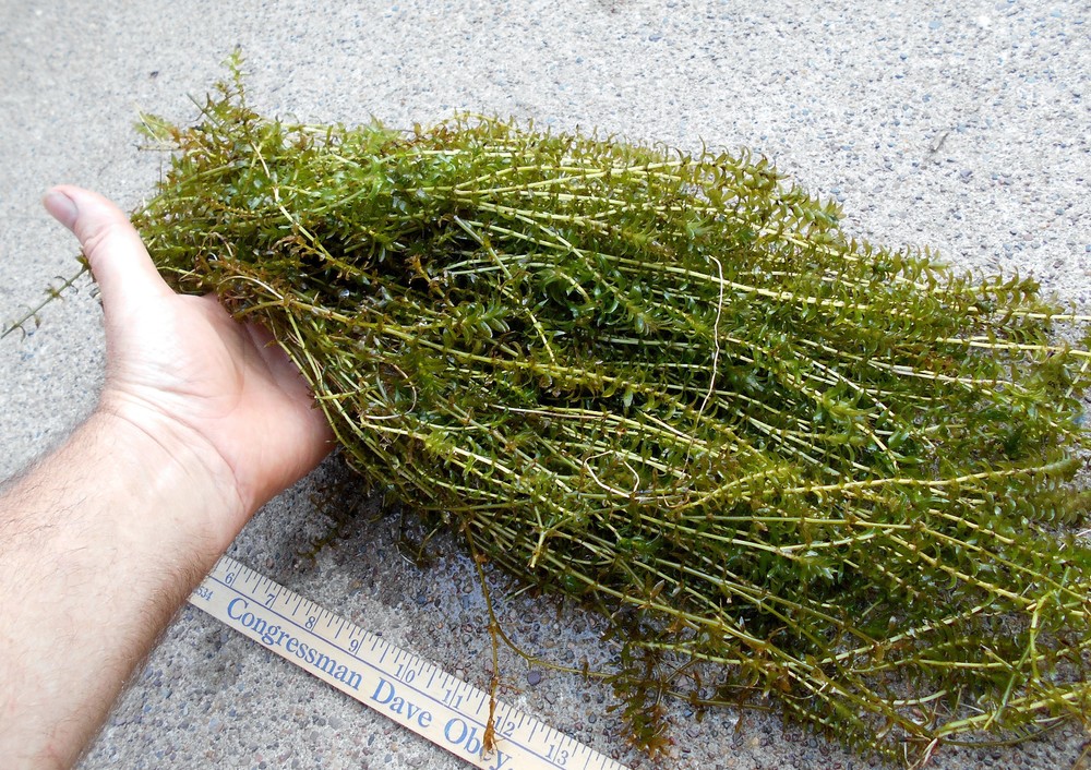 100+ STEMS ELODEA ANACHARIS WATER PLANTS 1+ POUND AQUERIUM CRAYFISH TURTLE KOI