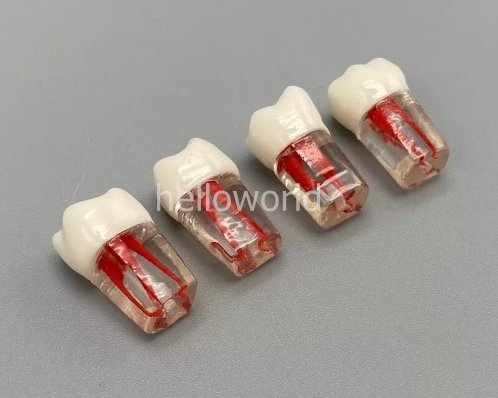 Dental Root Canal Teeth Study Practice Model Endodontic RCT Endo Pulp File 5pcs
