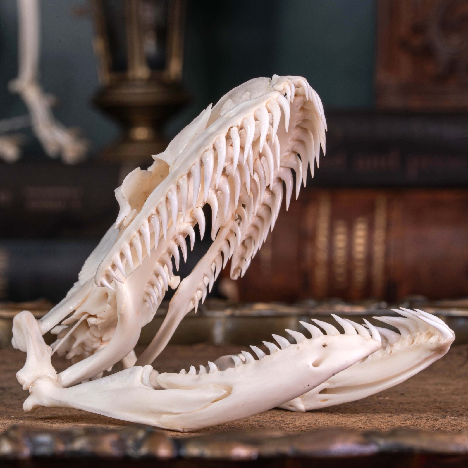 Real Python skull, 10 cm snake skeleton, snake taxidermy bone, boa anaconda