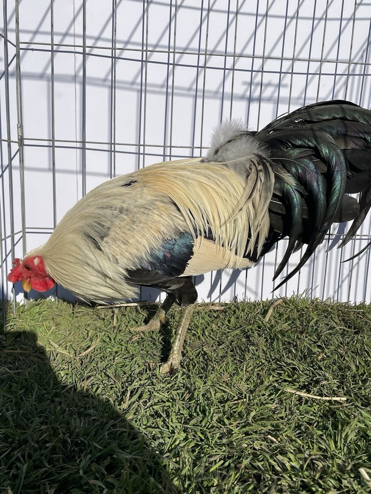 DoubleHFarm|| Fertilized 12 Hatching Eggs