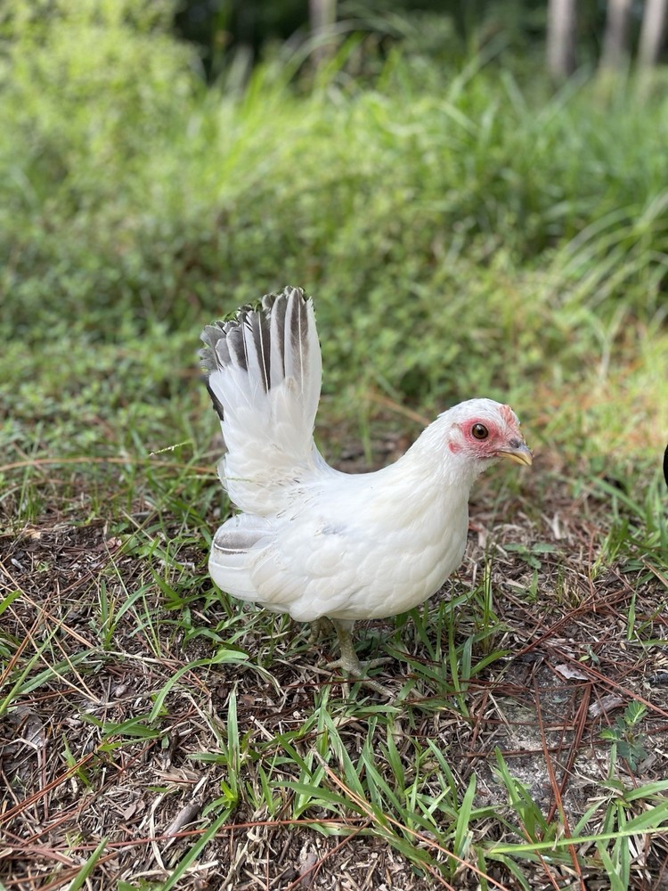 9 Serama Hatching eggs - Mixed Bloodlines