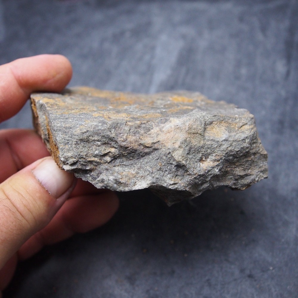 Edrioasteroid Protaster sp. Echinoderms Ordovician Fossil Fossilien