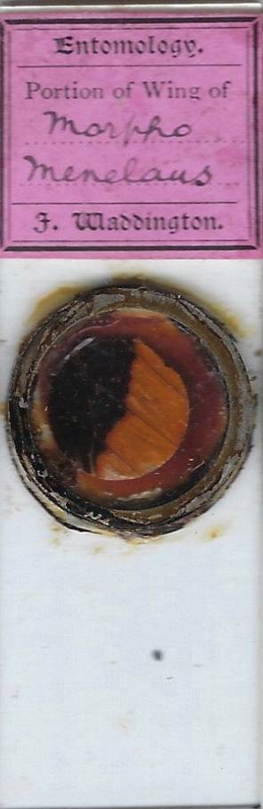 Morpho Butterfly (Morpho menelaus) Wing Microscope Slide by Waddington