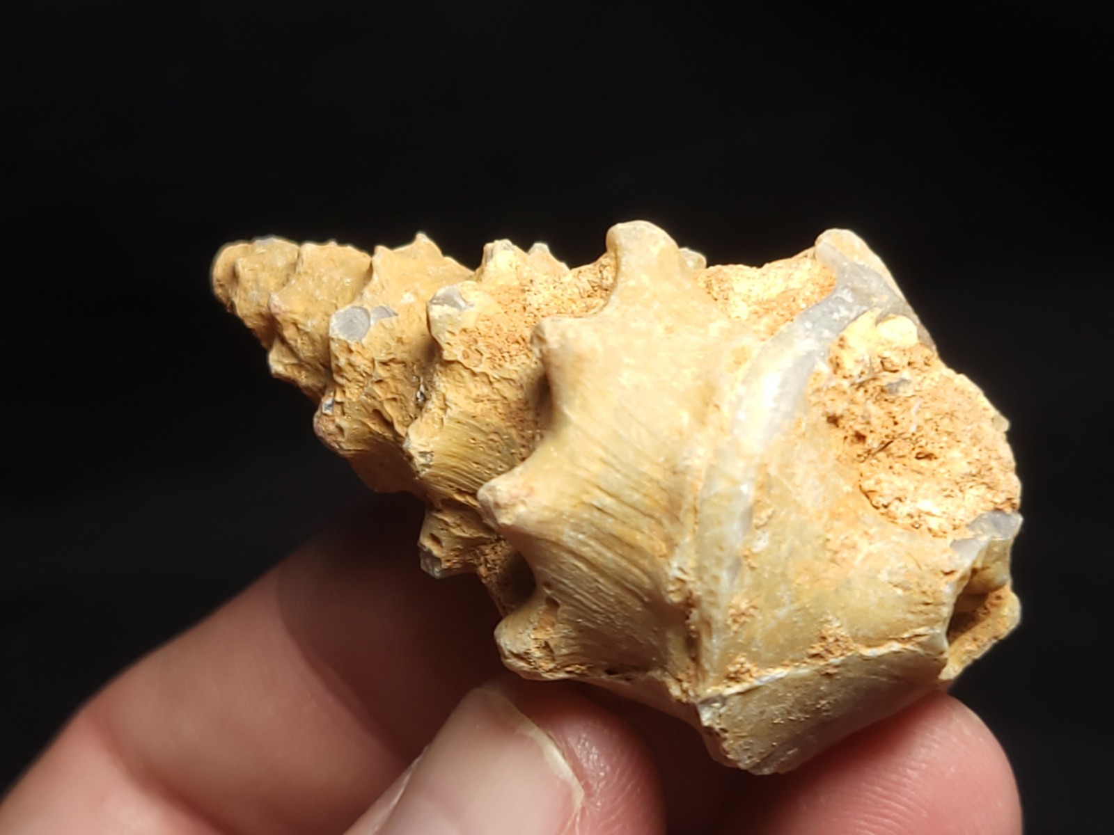 Fossil Cerithium sp. Gastropod agatized from Morocco approx. 2" (30.0 g)