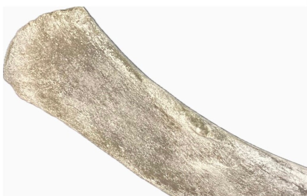 Very Large 44 Inch Fossilized Whale Bone