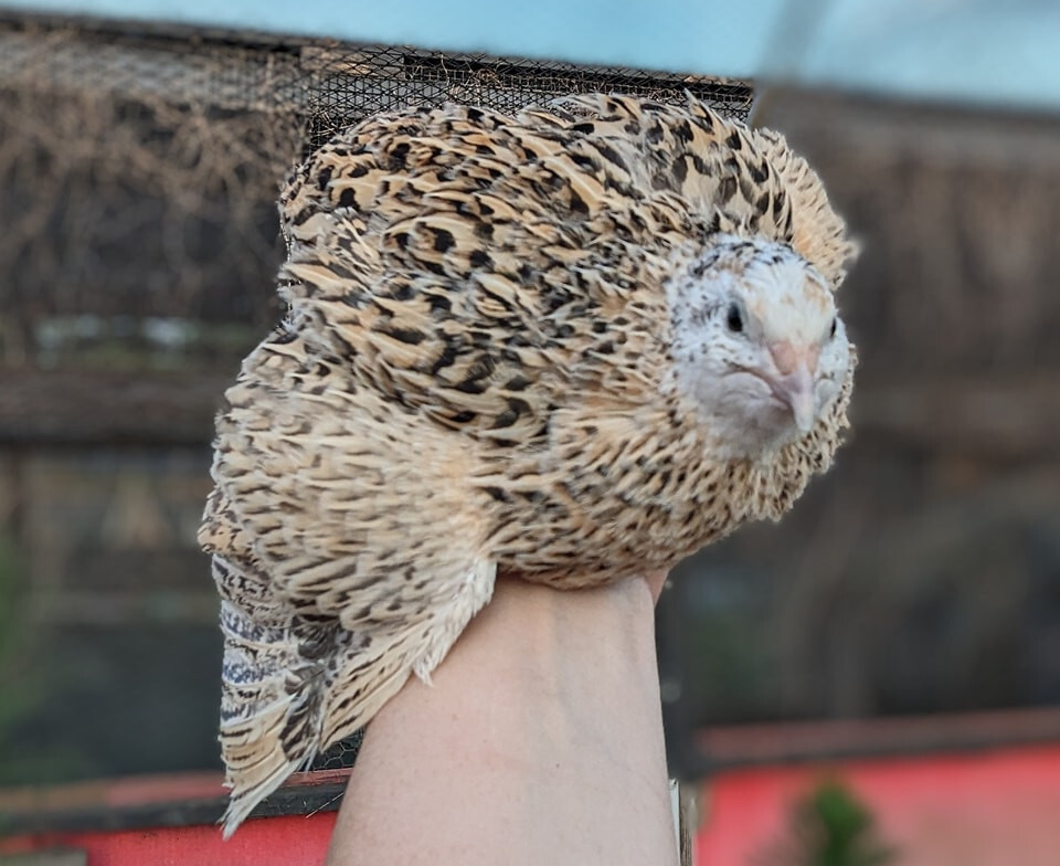 55 +extras Coturnix Quail Hatching Eggs NPIP Flock