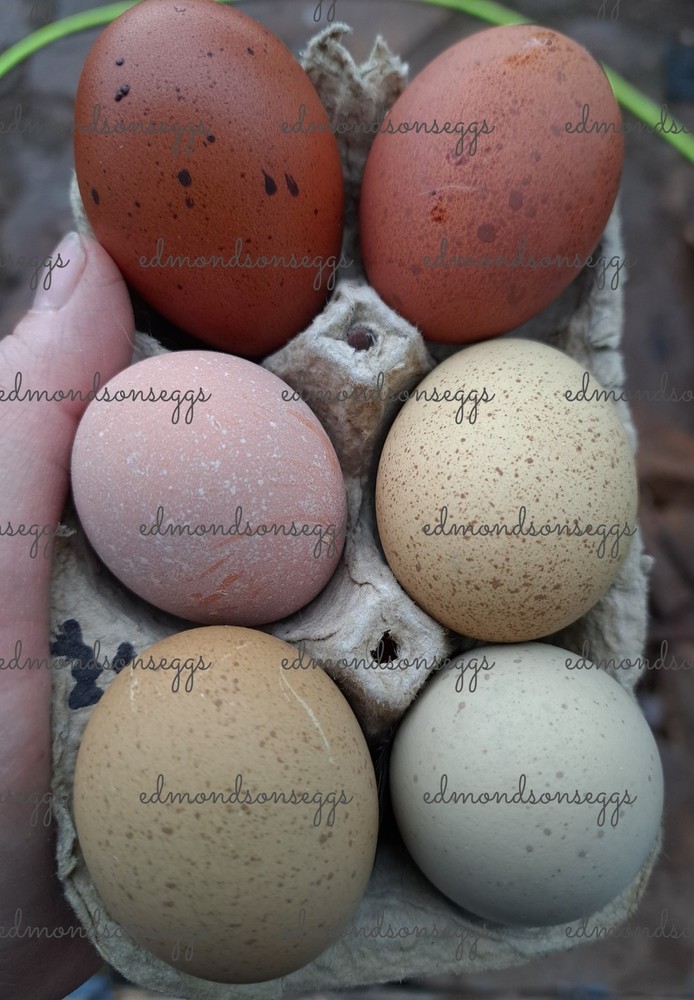 12 Colorful Hatching EGGS.multi Gen Olive EGGER Easter Egger Free Ranging Mix