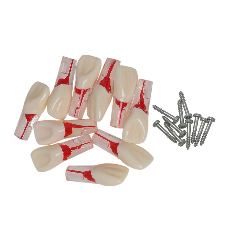 10 Dental Endo Root Canal Teeth Model RCT Study Practice Training Typodont Molar