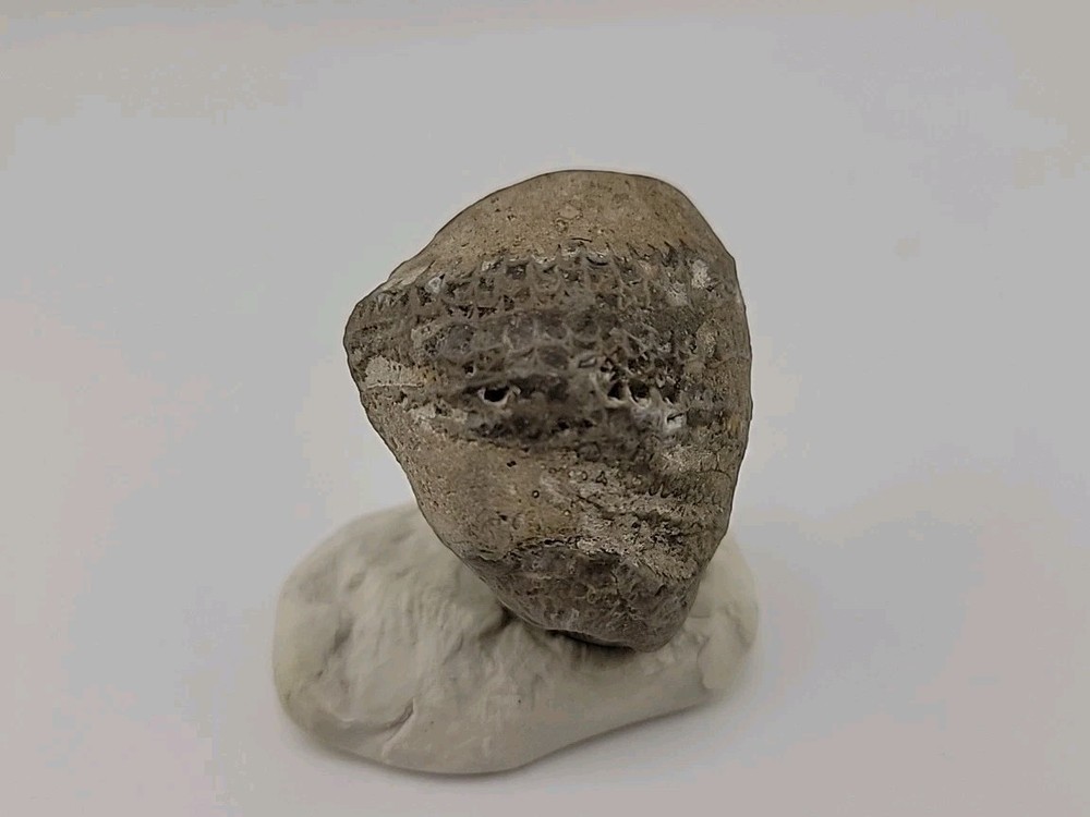 Egg Fossil Permineralized