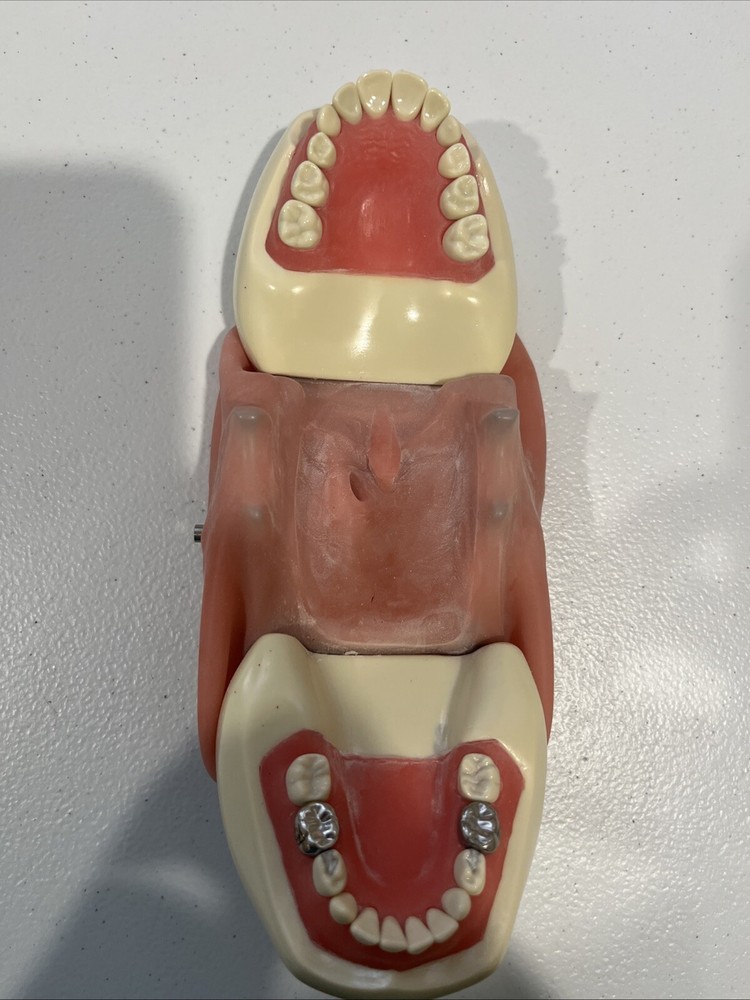 Columbia Pedodontic Dentoform 24 Removable Teeth