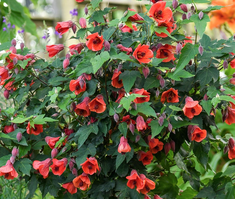 LIVE PLANT 2ft - Abutilon megapotamicum - Trailing Abutilon - Flowering maple