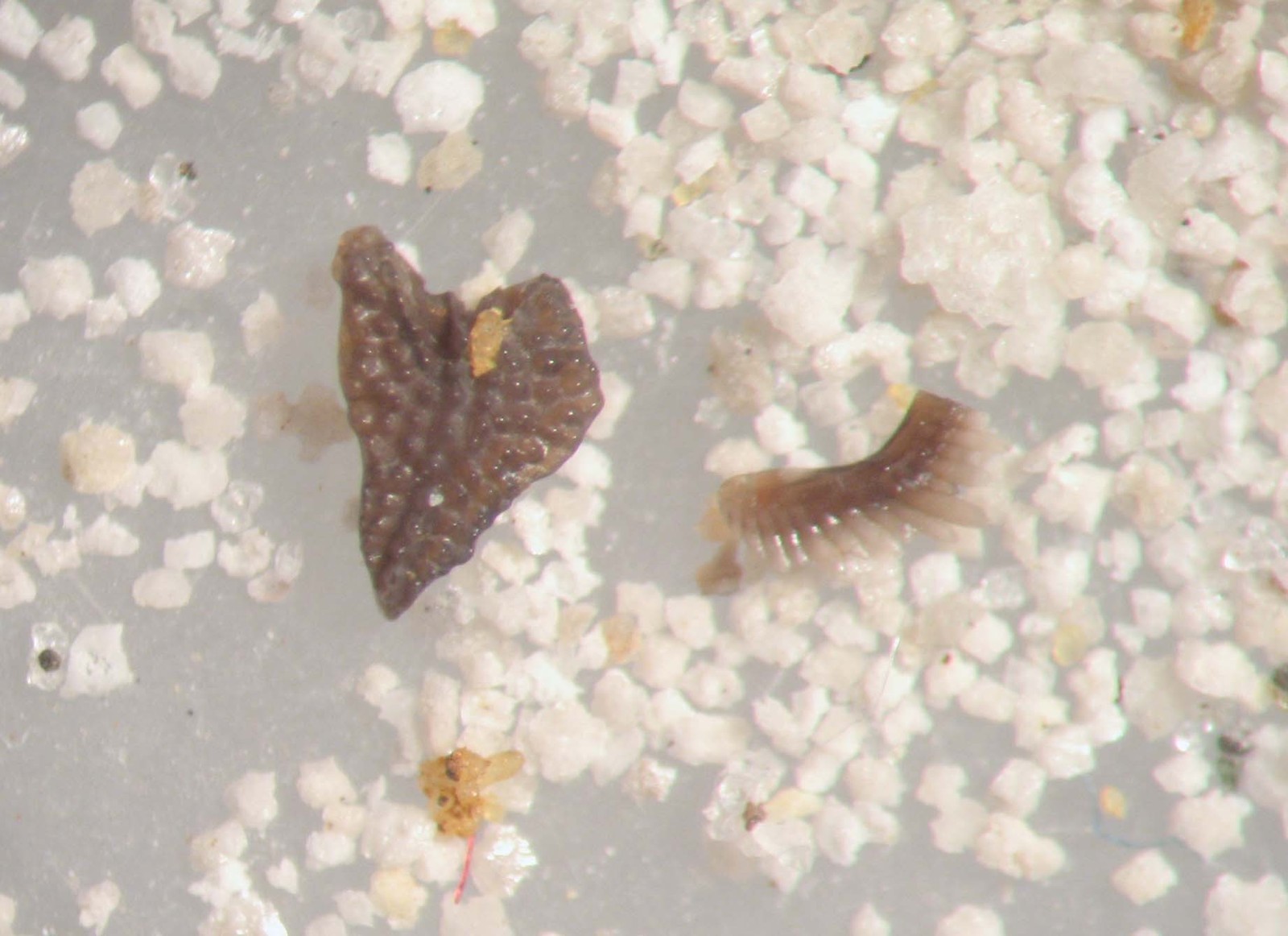 Devonian conodont rich micro fossil sample New Albany Shale excellent specimens