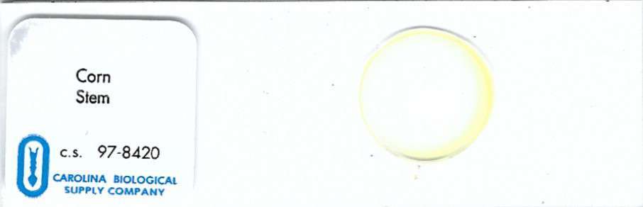 Corn Stem c.s. Microscope Slide