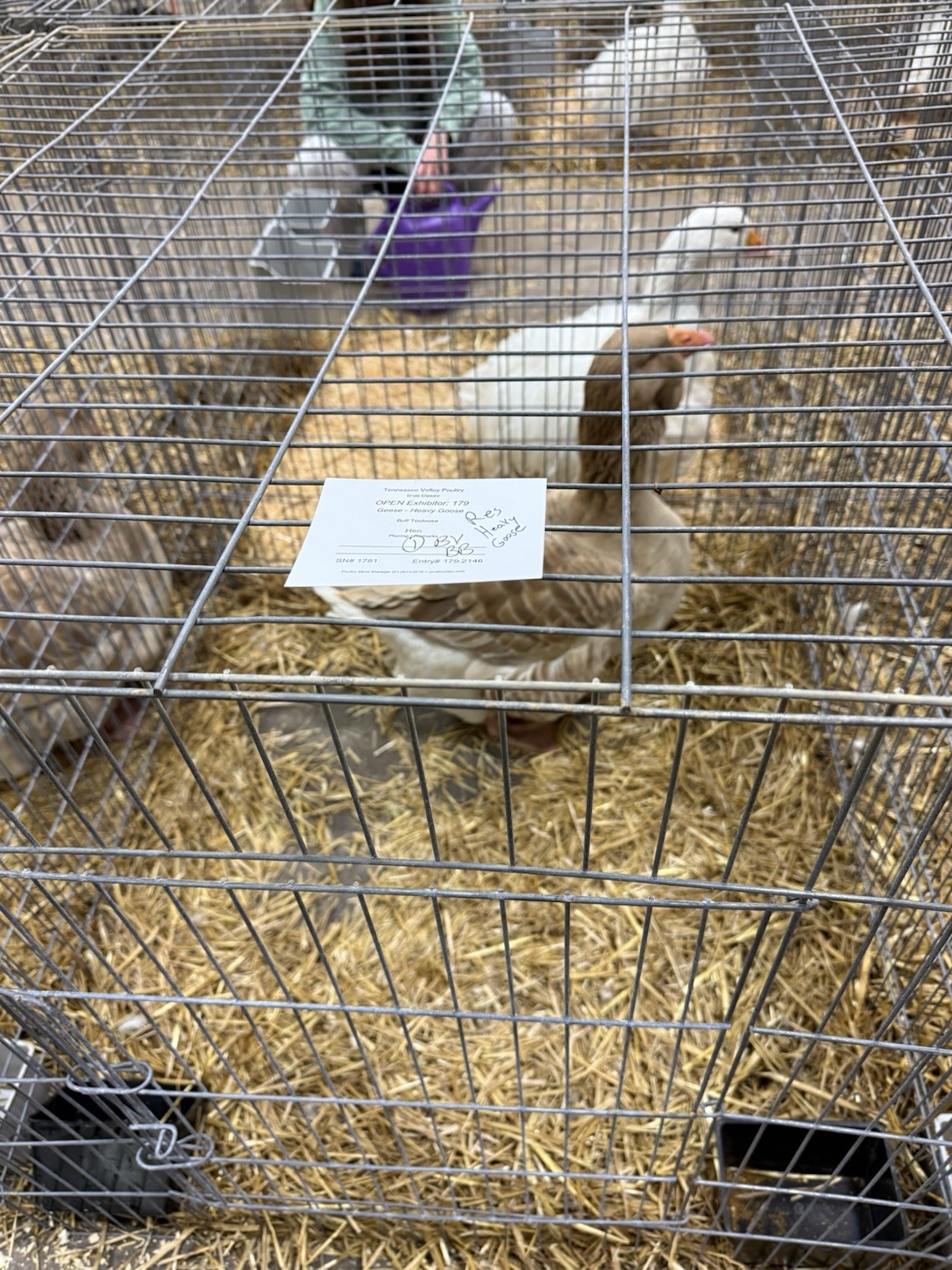 Dewlap Toulouse Exhibition Type 4++ Eggs