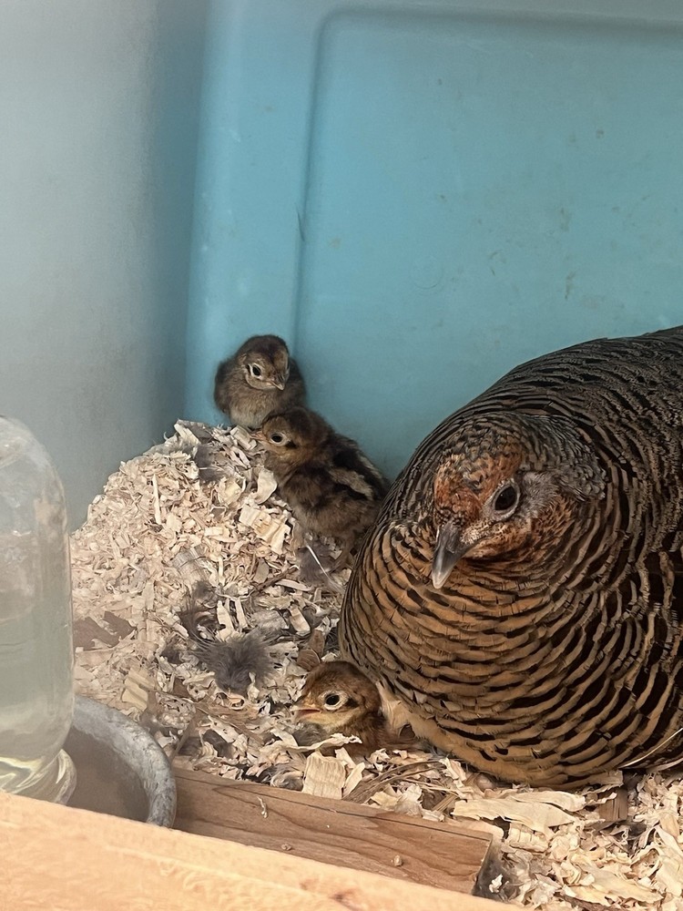 6 Lady Amherst Hatching Eggs Laying Now—Best Shipping Method, Read Description