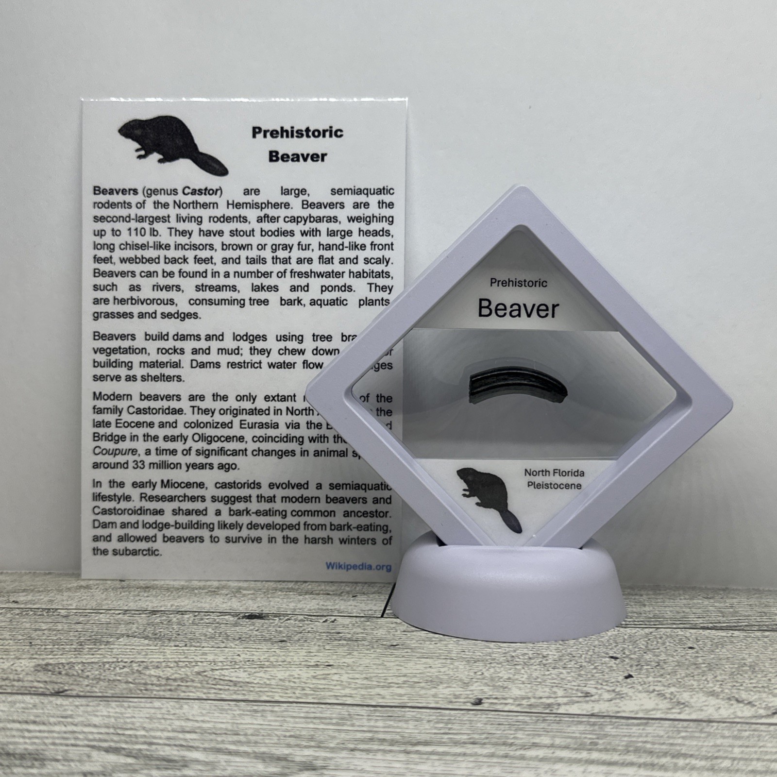 Beaver Prehistoric Incisor Tooth Fossil in Display Case