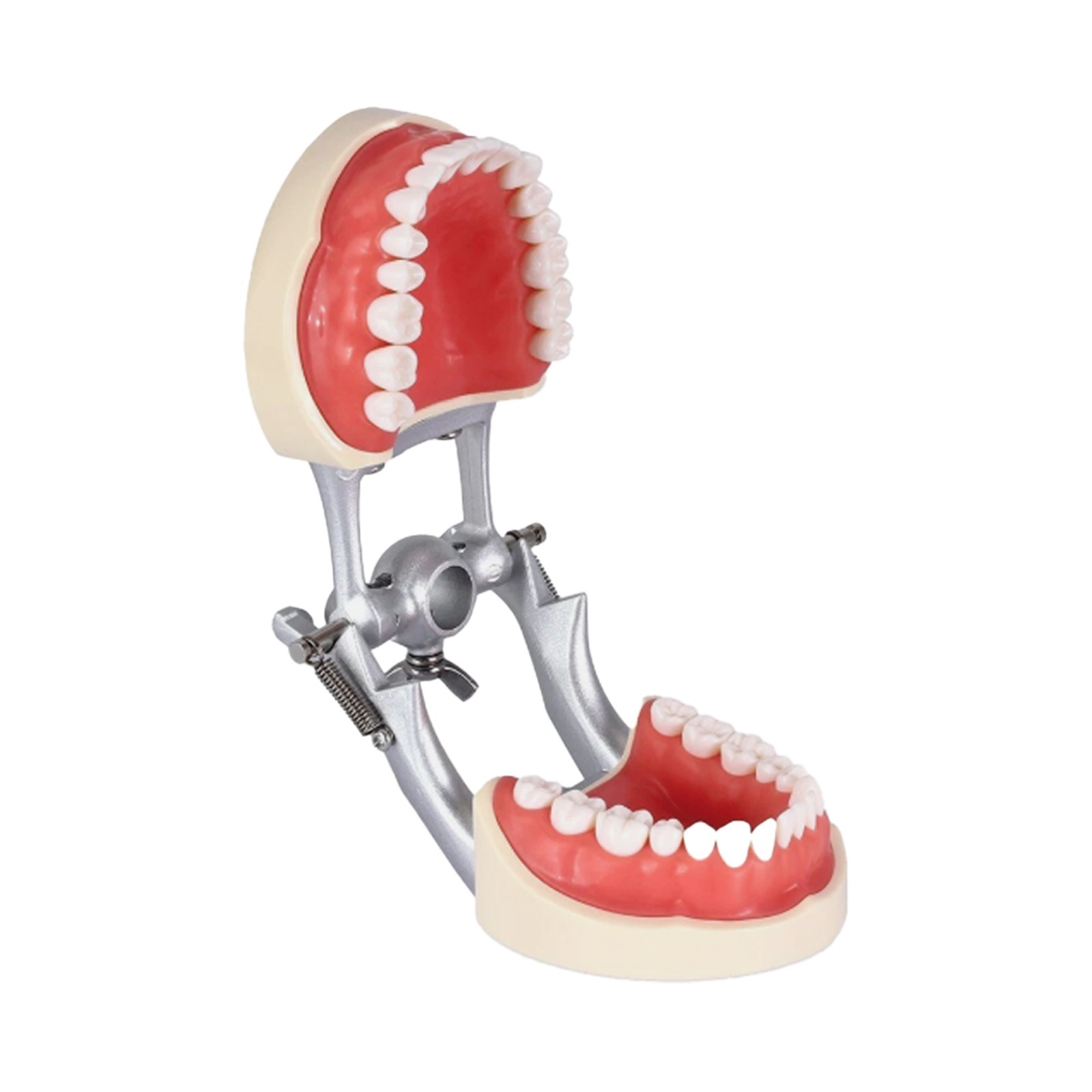 Kilgore Nissin 200/500 Dental Typodont Removable Screw-in Teeth Model Mount Pole